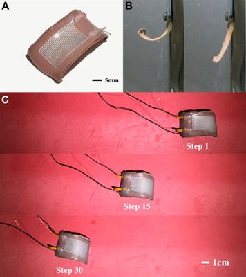 Shape Memory Alloy (SMA) Actuator With Embedded Liquid Metal Curvature Sensor for Closed-Loop Control